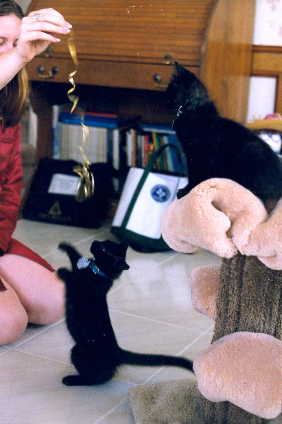 kittens